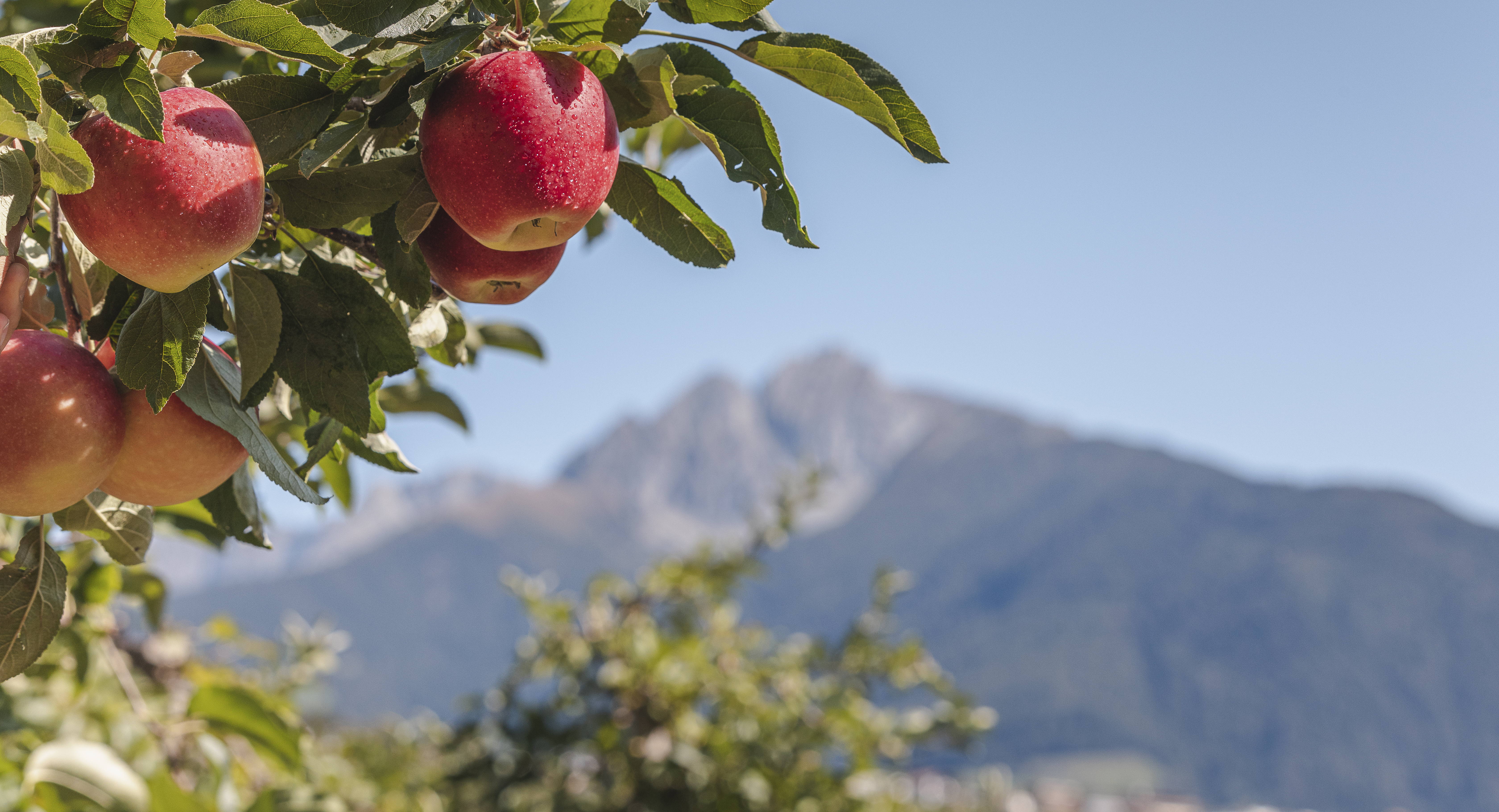 Idmsüdtiroler Apfelkonsortiummanuel Kottersteger Appels